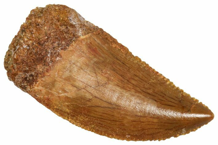Serrated Raptor Tooth - Real Dinosaur Tooth #371391